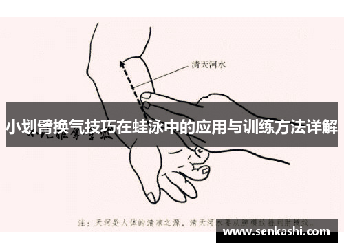 小划臂换气技巧在蛙泳中的应用与训练方法详解
